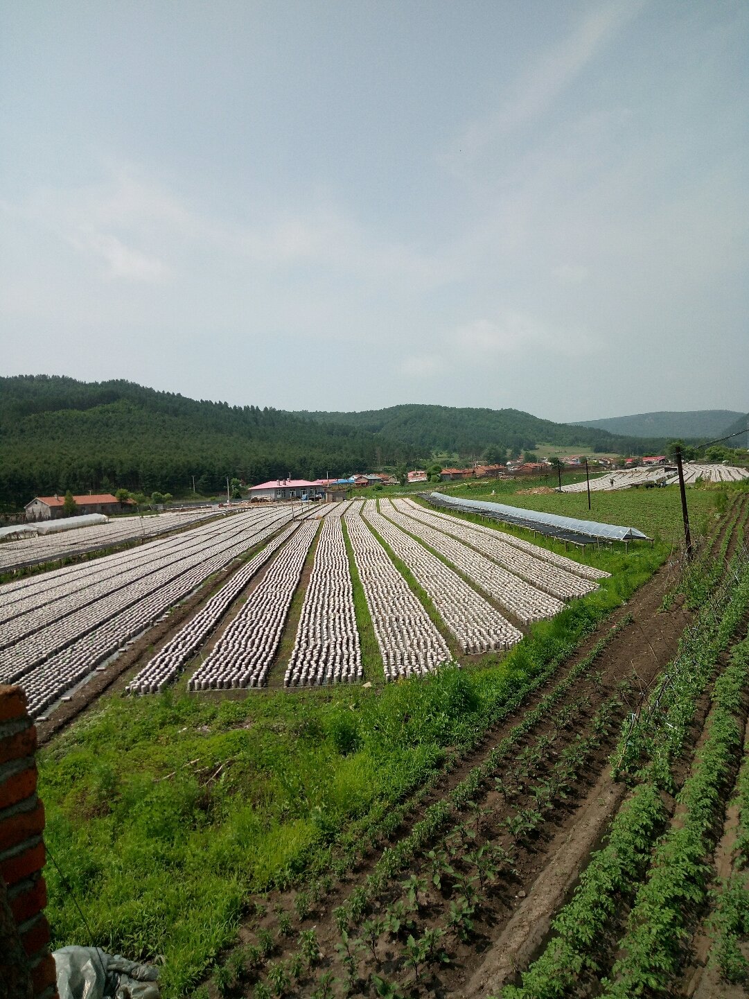 北安乡最新天气预报通知